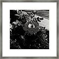 Blooming Flower In Black And White Framed Print