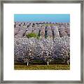 Blooming Orchards Framed Print
