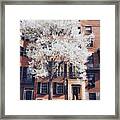 Blooming Pear On Pinckney Street Framed Print