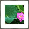 Blooming Pink And Yellow Lotus Lily Framed Print
