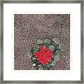 Blooming Succulent Framed Print