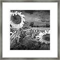 Blooming Sunflowers In Black And White Framed Print