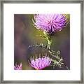 Blooming Thistle Framed Print