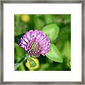 Blooming Wild Clover Framed Print