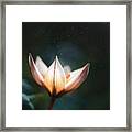 Blossoming Light Framed Print