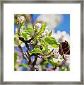 Blossoms And Butterfly Framed Print