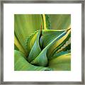 Blue Agave Framed Print