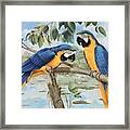 Blue And Gold Macaws Framed Print