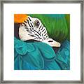 Blue And Gold Macaw Framed Print