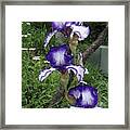 Blue And White Iris Monet Like Framed Print