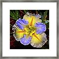 Blue And Yellow Iris 002 Framed Print