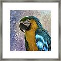 Blue And Yellow Macaw Framed Print
