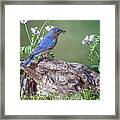 Bluebird Bearing Bug Framed Print