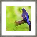 Blue Bird Framed Print