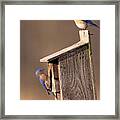 Blue Bird Couple Framed Print