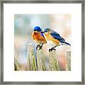 Blue Birds Framed Print
