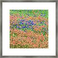 Blue Bonnets And Indian Paintbrush-texas Wildflowers Framed Print