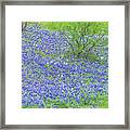 Blue Bonnets,poppies And Willow Tree. Framed Print