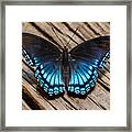 Blue Butterfly Framed Print