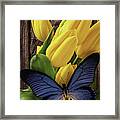 Blue Butterfly On Yellow Tulips Framed Print
