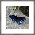 Blue Butterfly Framed Print