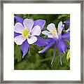 Blue Columbine Wildflower - Oil Paint Framed Print