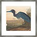Blue Crane Or Heron Framed Print