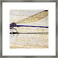 Blue Damselfly Framed Print