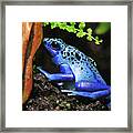 Blue Dart Frog Framed Print