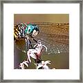 Blue Dasher Dragonfly Resting Framed Print