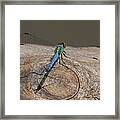 Blue Dragonfly On Log Framed Print
