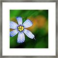 Blue Eyed Grass Flower Covered In Droplets Framed Print