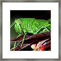 Blue Eyed Green Grasshopper 001 Framed Print