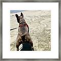 Blue Fawn Frenchie Framed Print