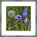 Blue Flag And Dandy Framed Print