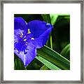 Blue Flower Of Summer Framed Print
