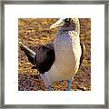 Blue-footed Booby Framed Print