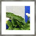 Blue Garden Contrasts - Calla Lilies Against The Wall Right Framed Print
