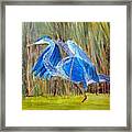 Blue Heron In Viera  Florida Framed Print