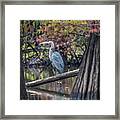 Blue Heron In Cypress Swamp Framed Print