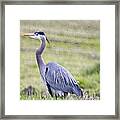 Blue Heron In Northern Wa Framed Print