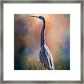 Blue Heron In The Marsh Framed Print