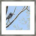 Blue Heron In Tree Framed Print