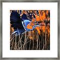 Blue Heron Framed Print