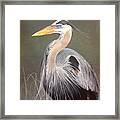 Blue Heron Framed Print