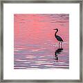 Blue Heron - Pink Water Framed Print