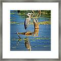 Blue Heron Reflections Framed Print