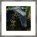 Blue Heron Series The Pond Framed Print