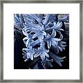 Blue Hyacinth Framed Print