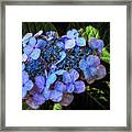 Blue In Nature Framed Print